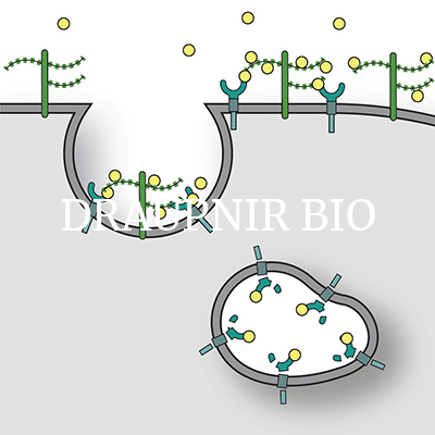 Draupnir biotech glycans